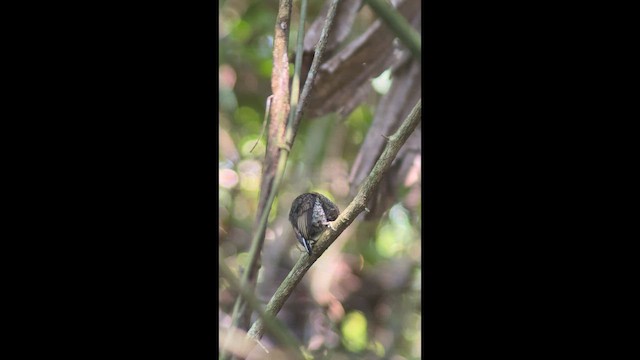 Scaled Piculet - ML642701755