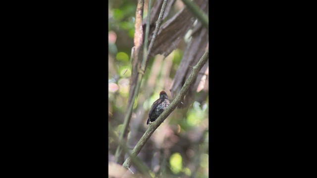 Scaled Piculet - ML642701756
