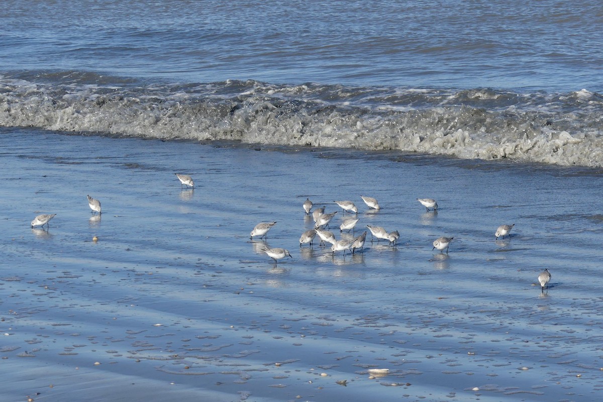 Sanderling - ML642701757