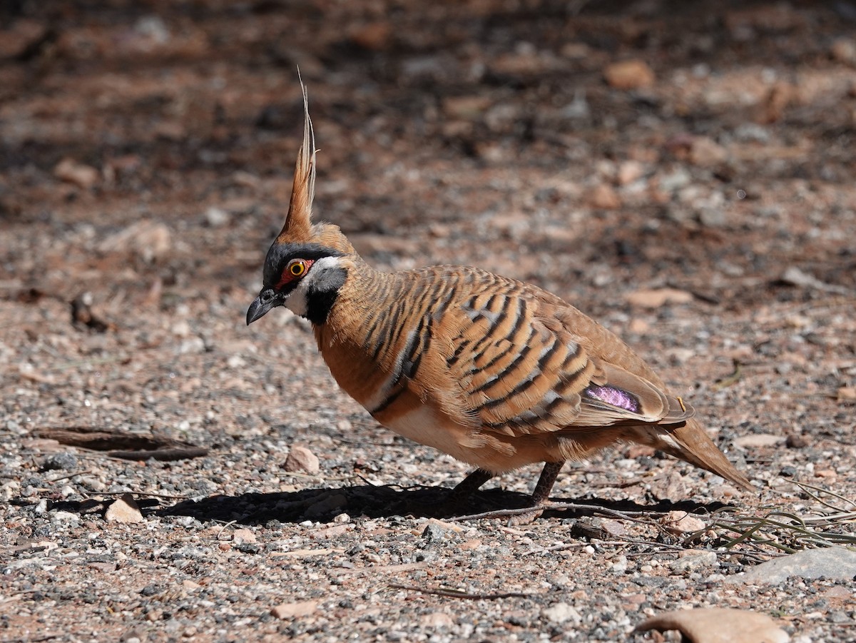 Spinifex Pigeon - ML642701758