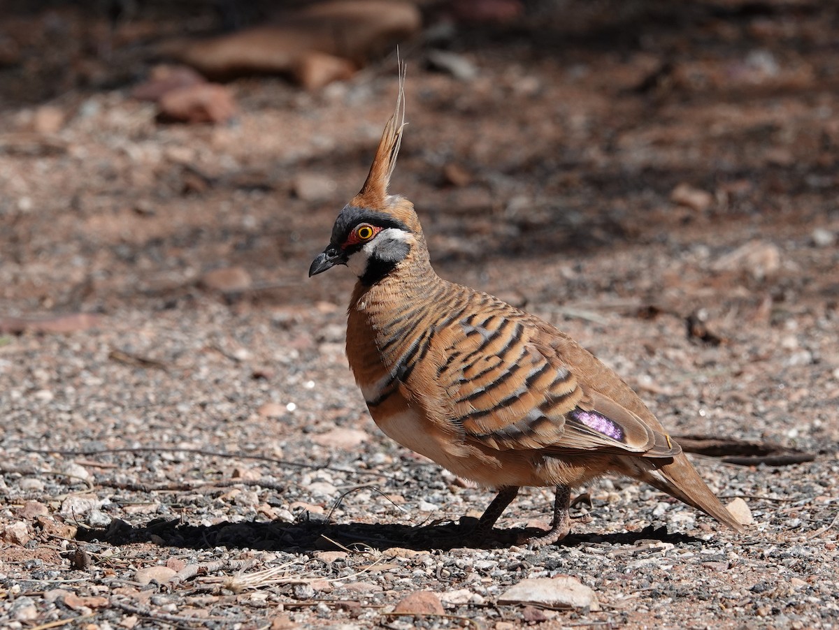 Spinifex Pigeon - ML642701759
