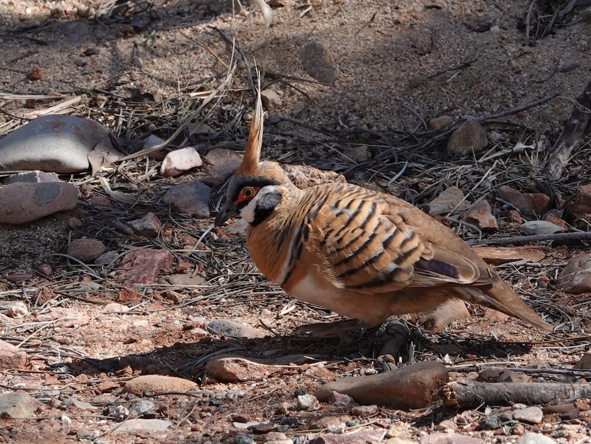 Spinifex Pigeon - ML642701760