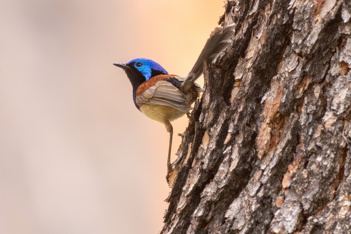 Purple-backed Fairywren (Purple-backed) - ML642701764