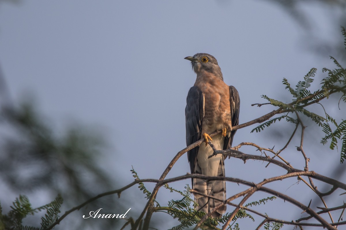 Common Hawk-Cuckoo - ML642701765