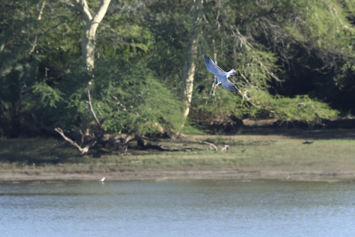 Caspian Tern - ML642701766