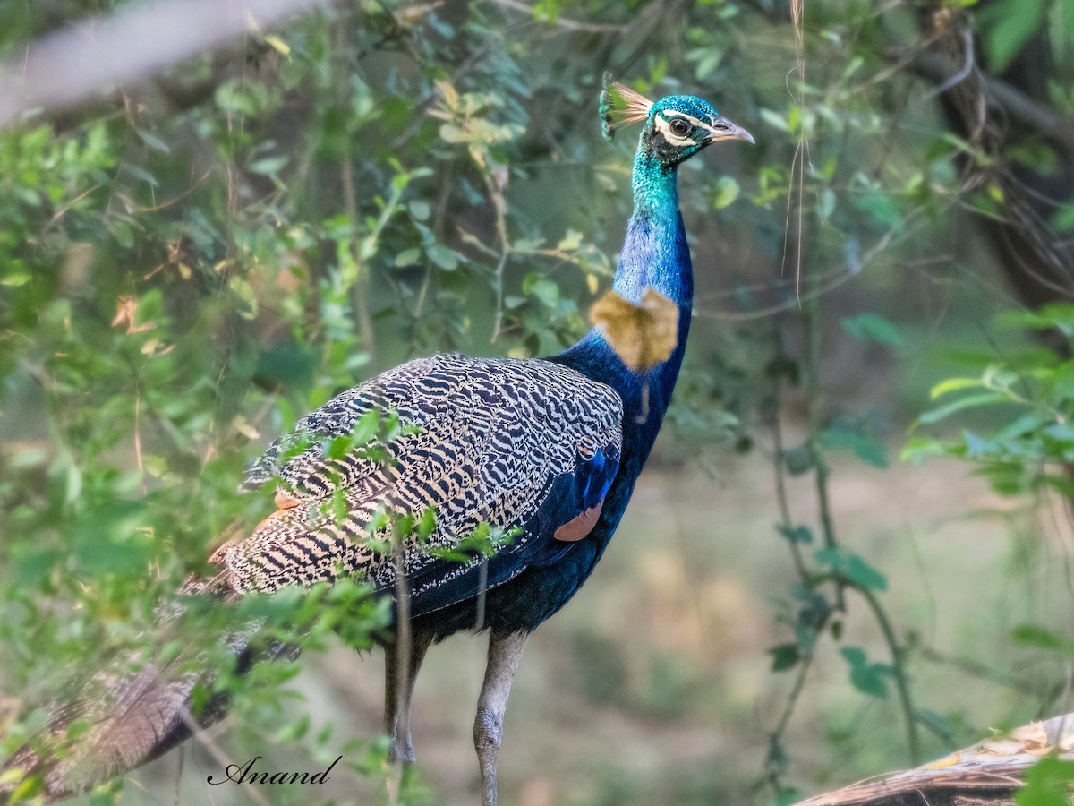 Indian Peafowl - ML642701767