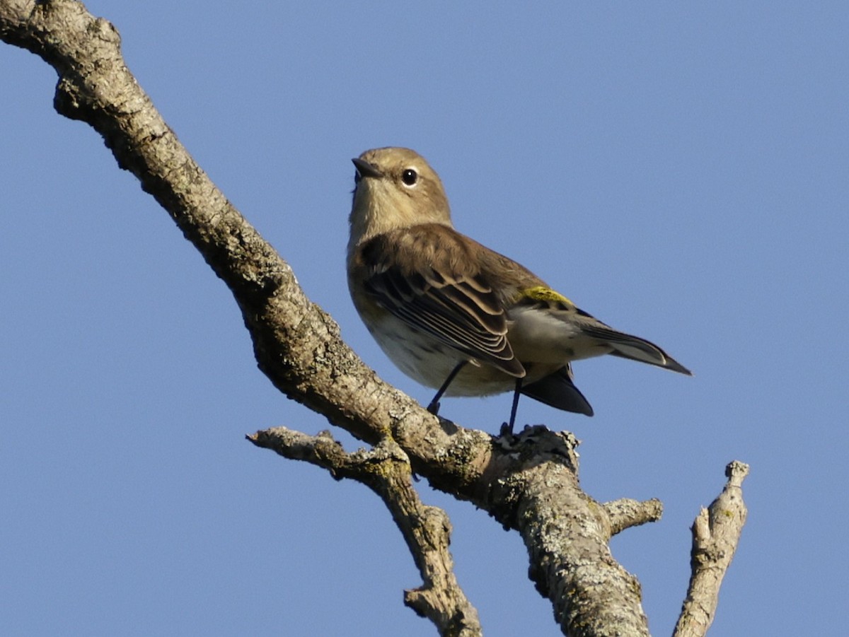 Yellow-rumped Warbler - ML642701768
