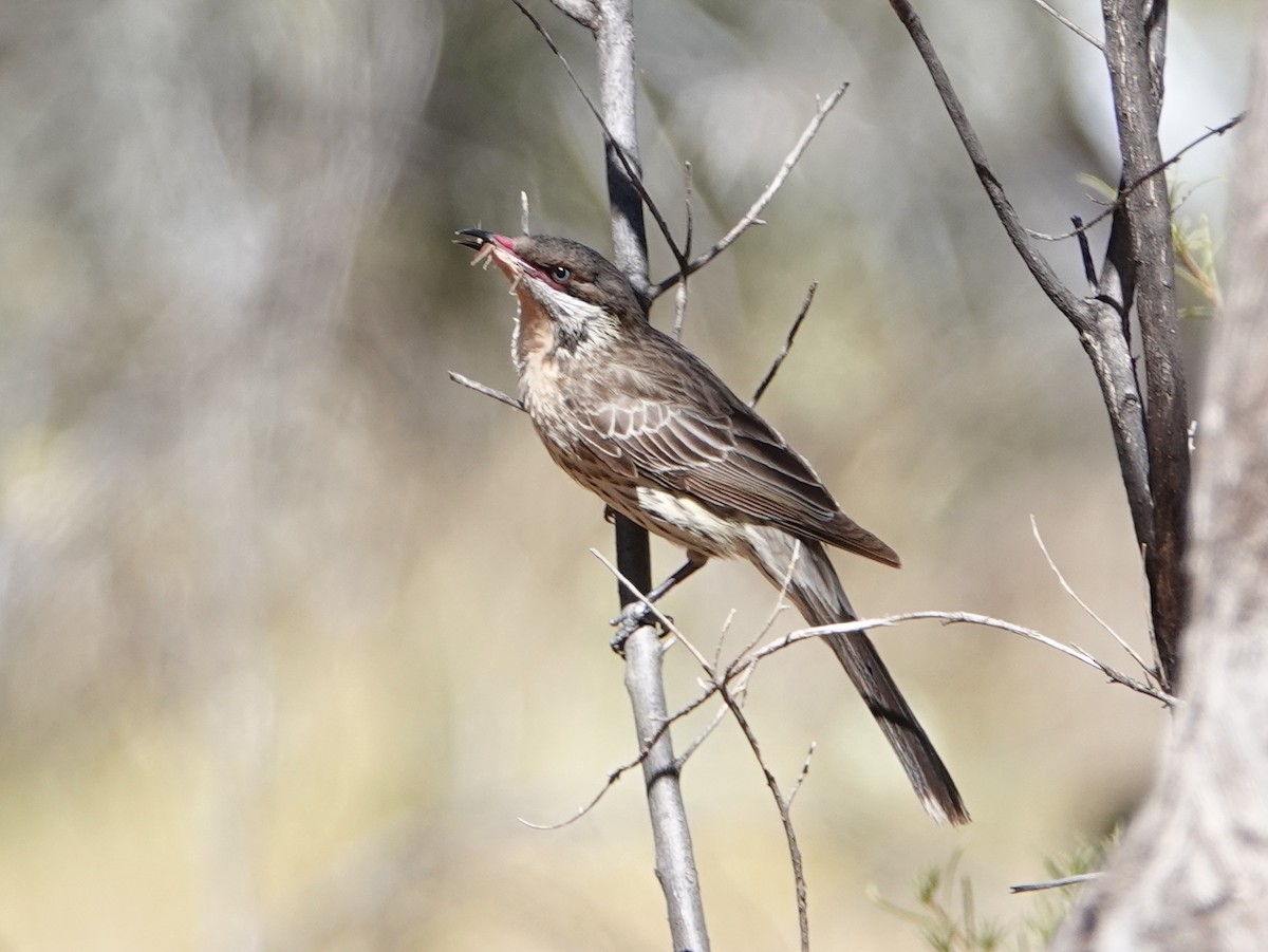 Spiny-cheeked Honeyeater - ML642701771