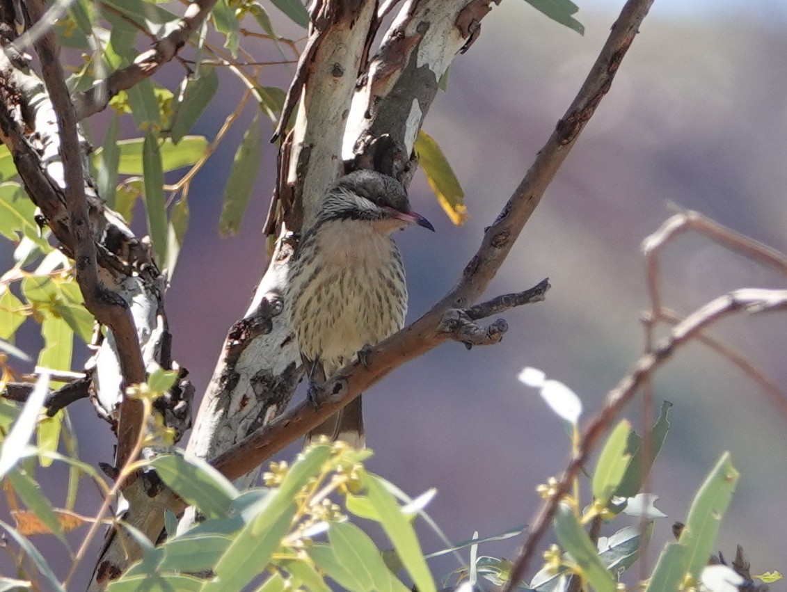 Spiny-cheeked Honeyeater - ML642701772
