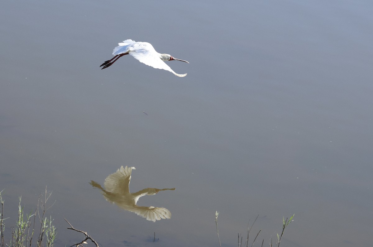 African Spoonbill - ML642701776