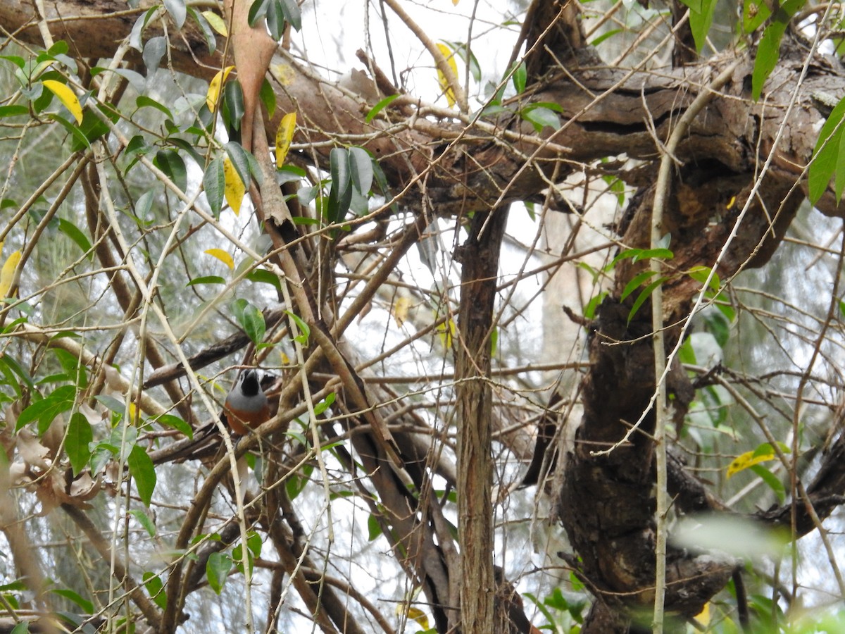Black-faced Monarch - ML642701787