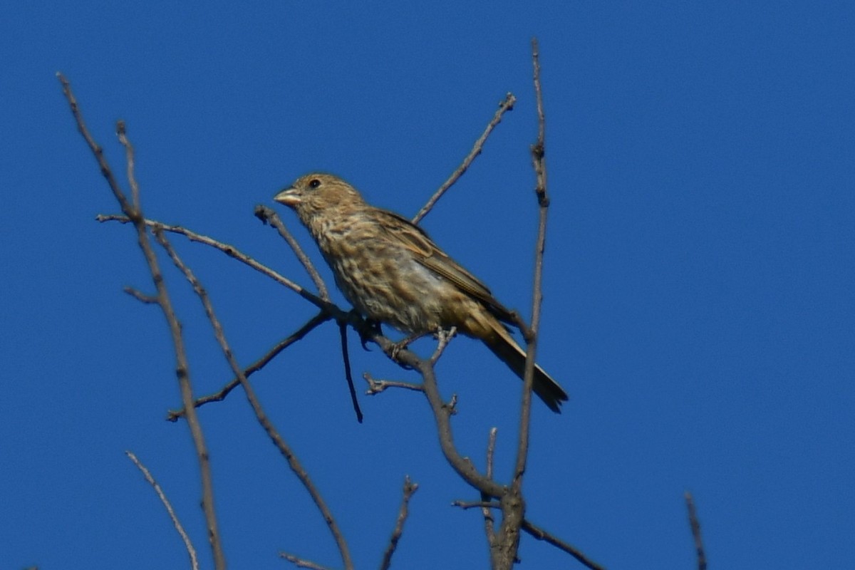 House Finch - ML642701792