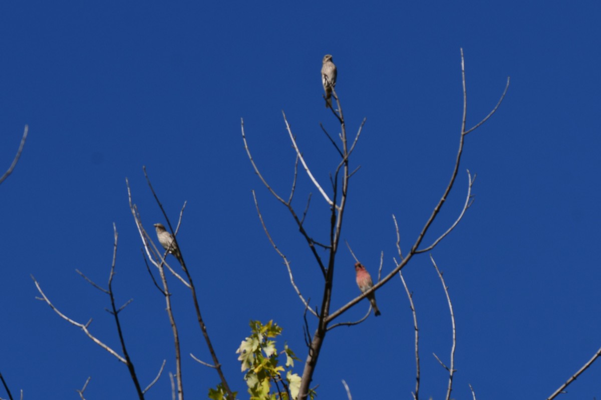 House Finch - ML642701793