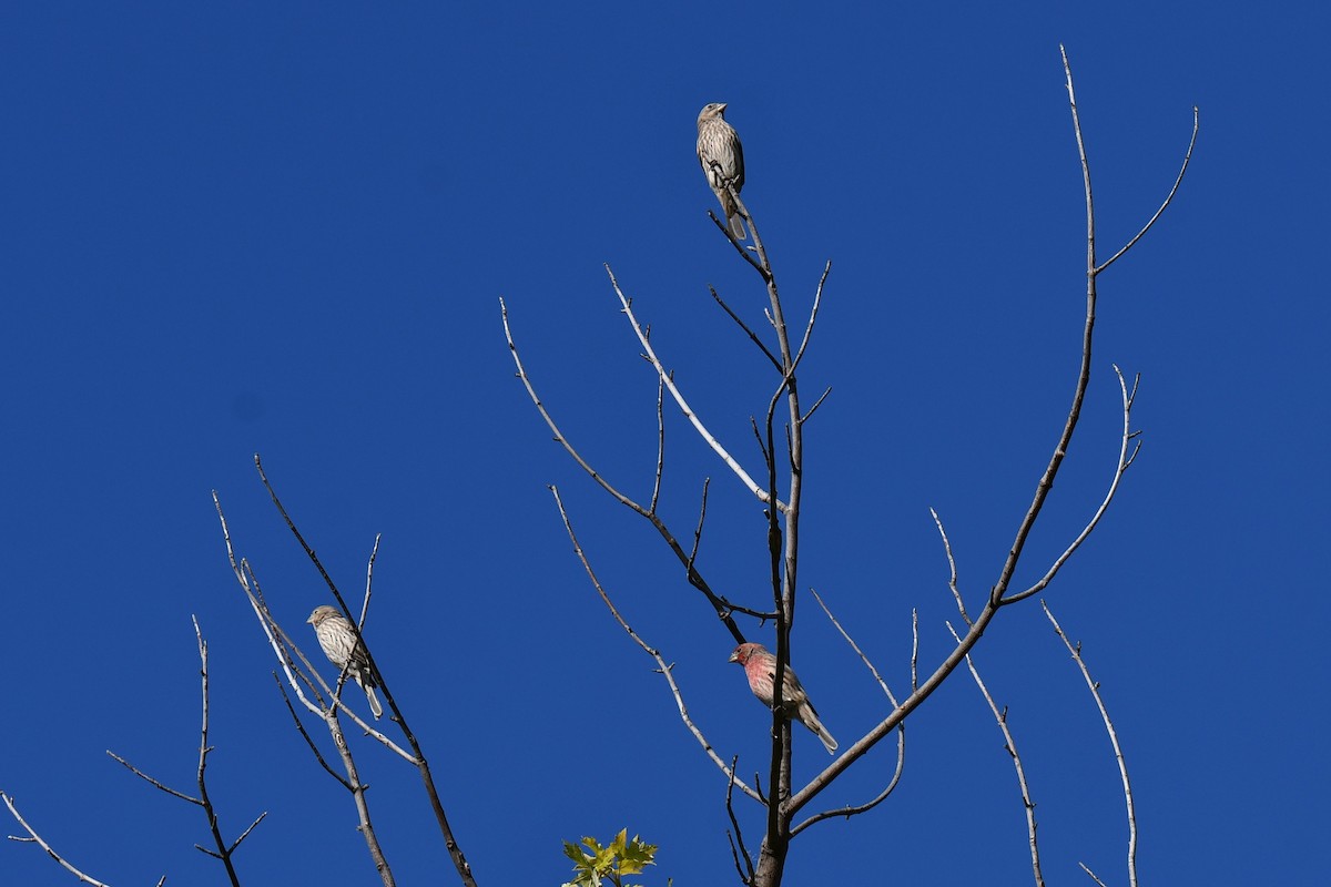 House Finch - ML642701794