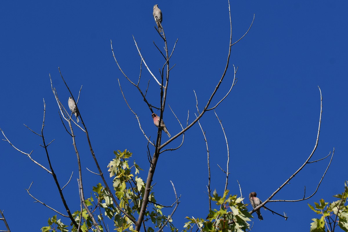 House Finch - ML642701795