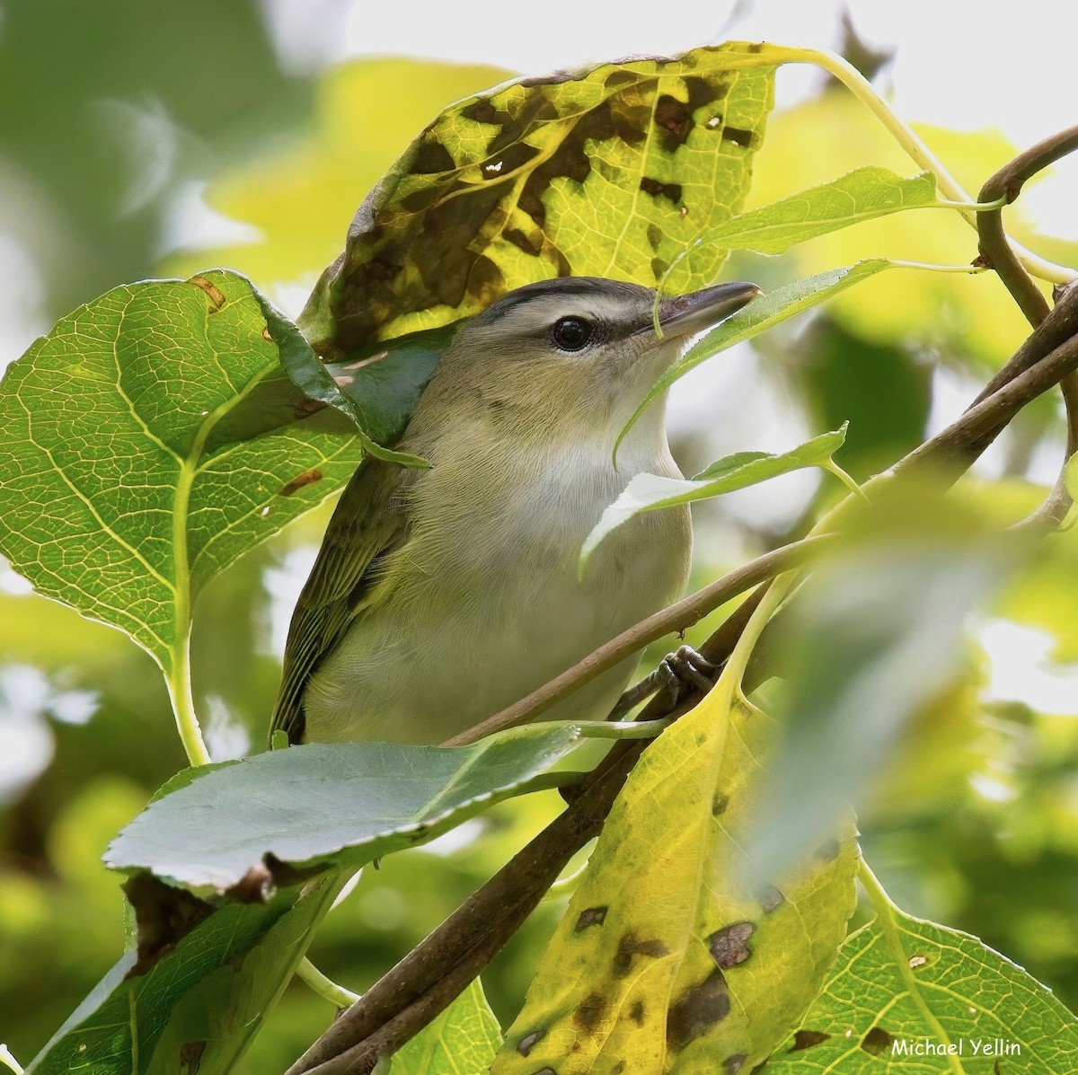 Red-eyed Vireo - ML642701802
