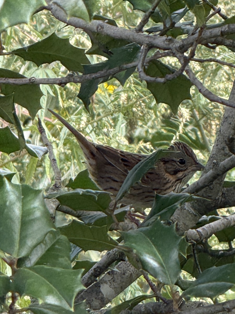 Lincoln's Sparrow - ML642701804