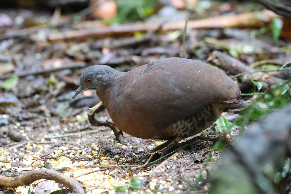 Brown Tinamou - ML642701809