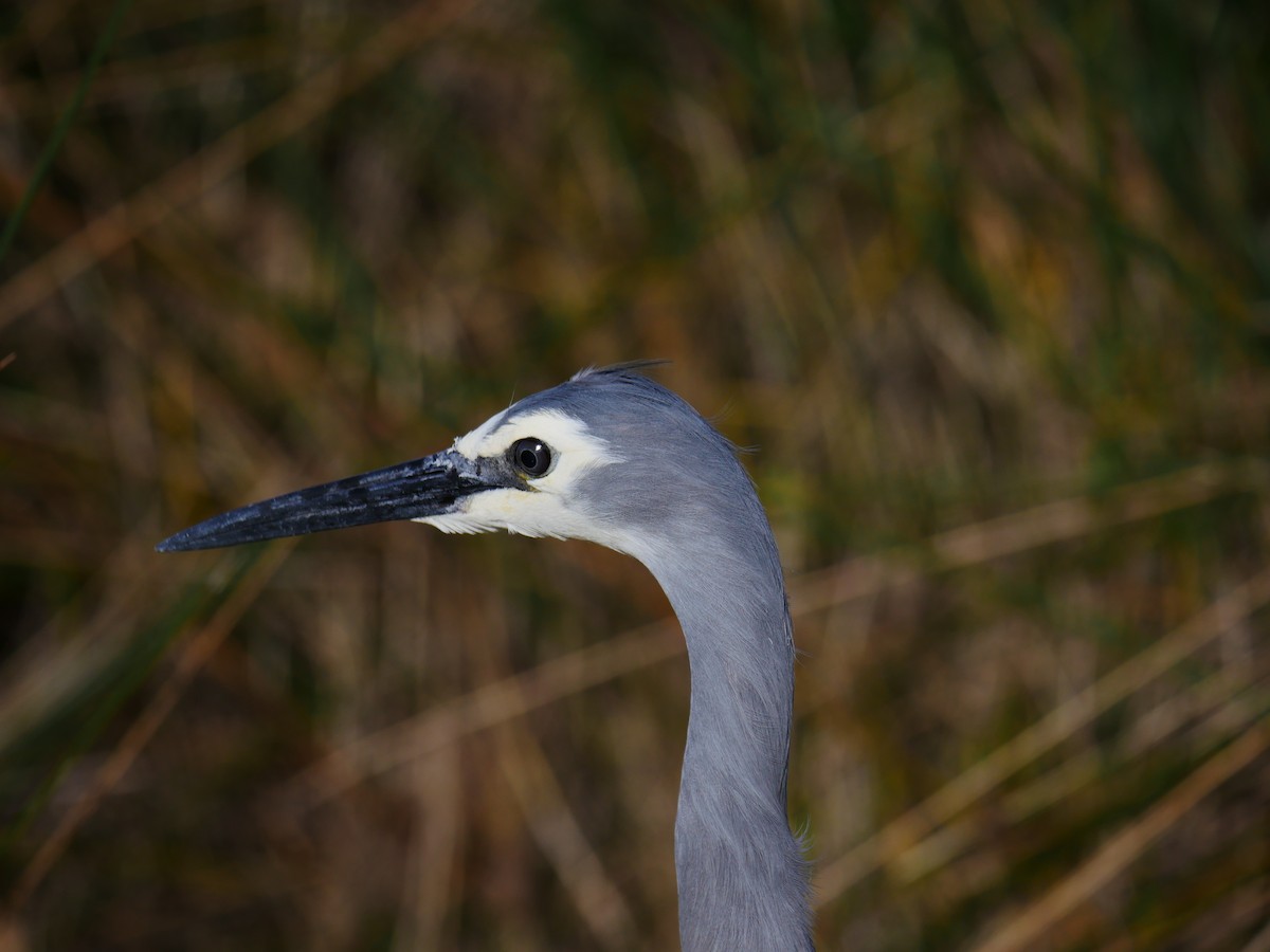 White-faced Heron - ML64270181