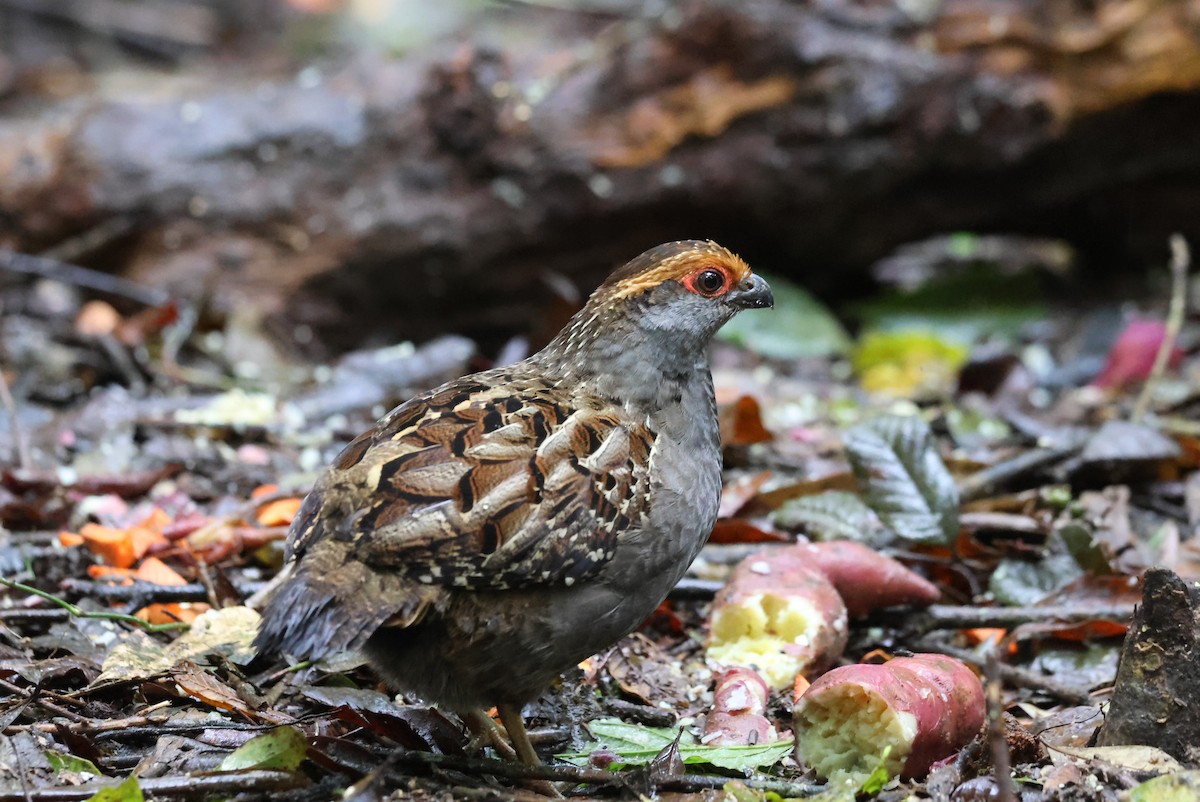 Spot-winged Wood-Quail - ML642701822