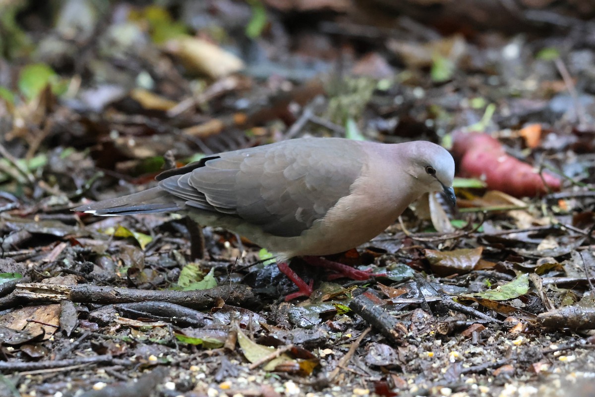Gray-fronted Dove - ML642701833