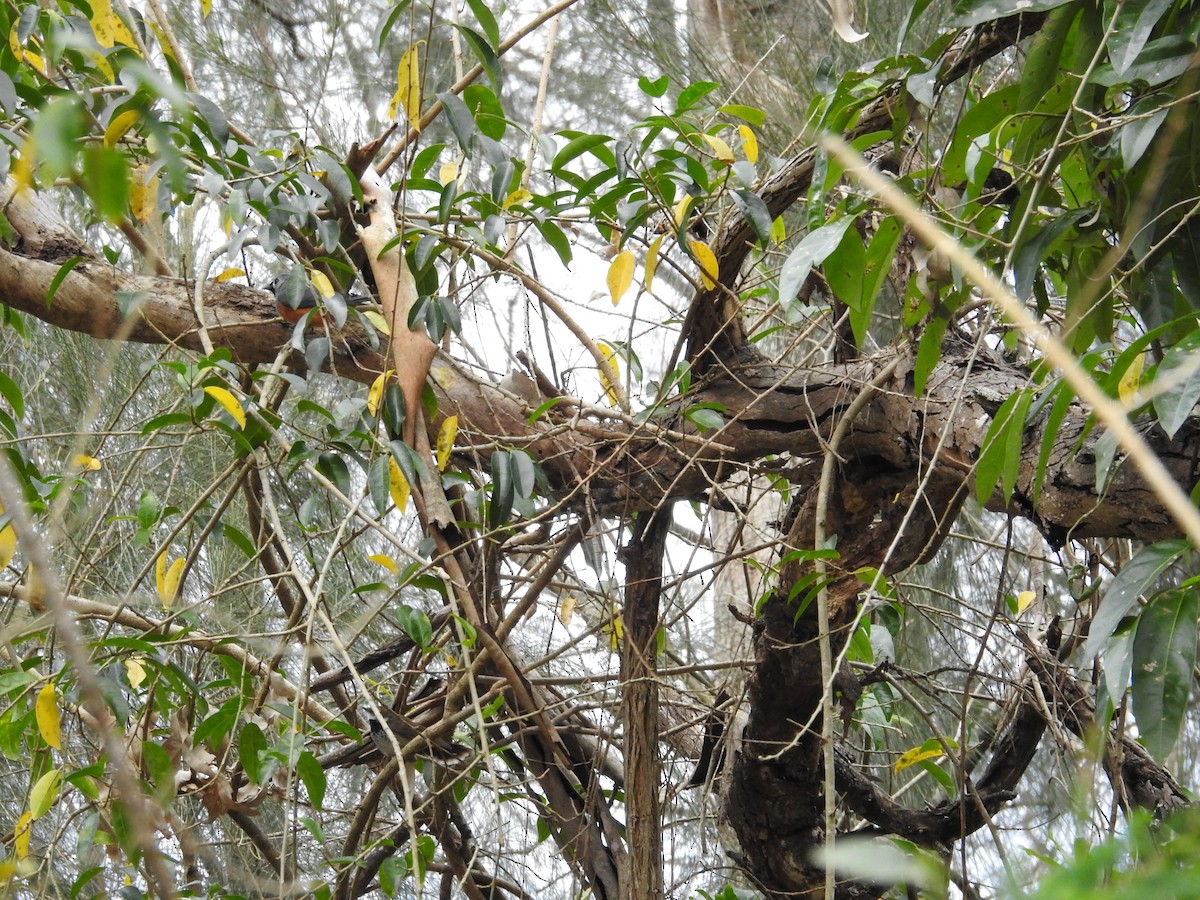 Australian Rufous Fantail - ML642701836