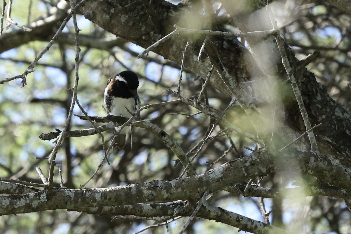 White-eared Barbet - ML642701842