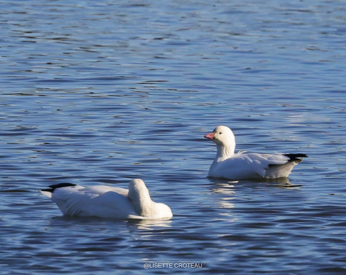 Snow x Ross's Goose (hybrid) - ML642701843