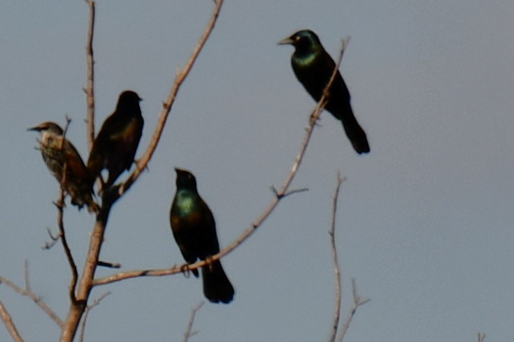 Common Grackle - ML642701844