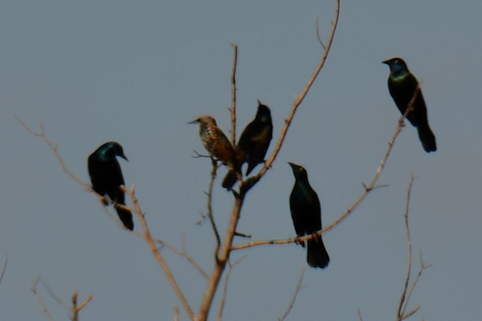Common Grackle - ML642701845