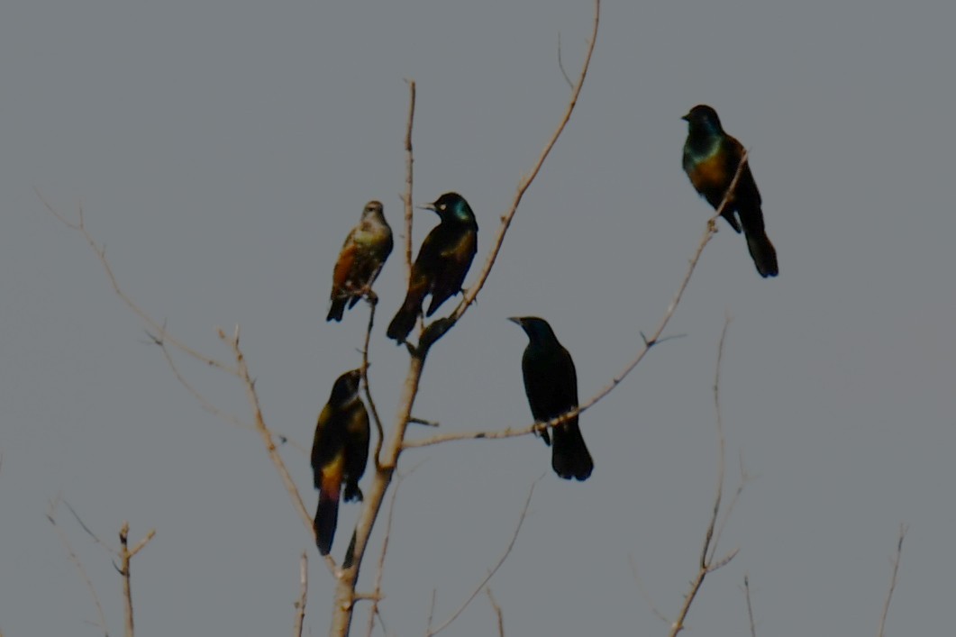 Common Grackle - ML642701846