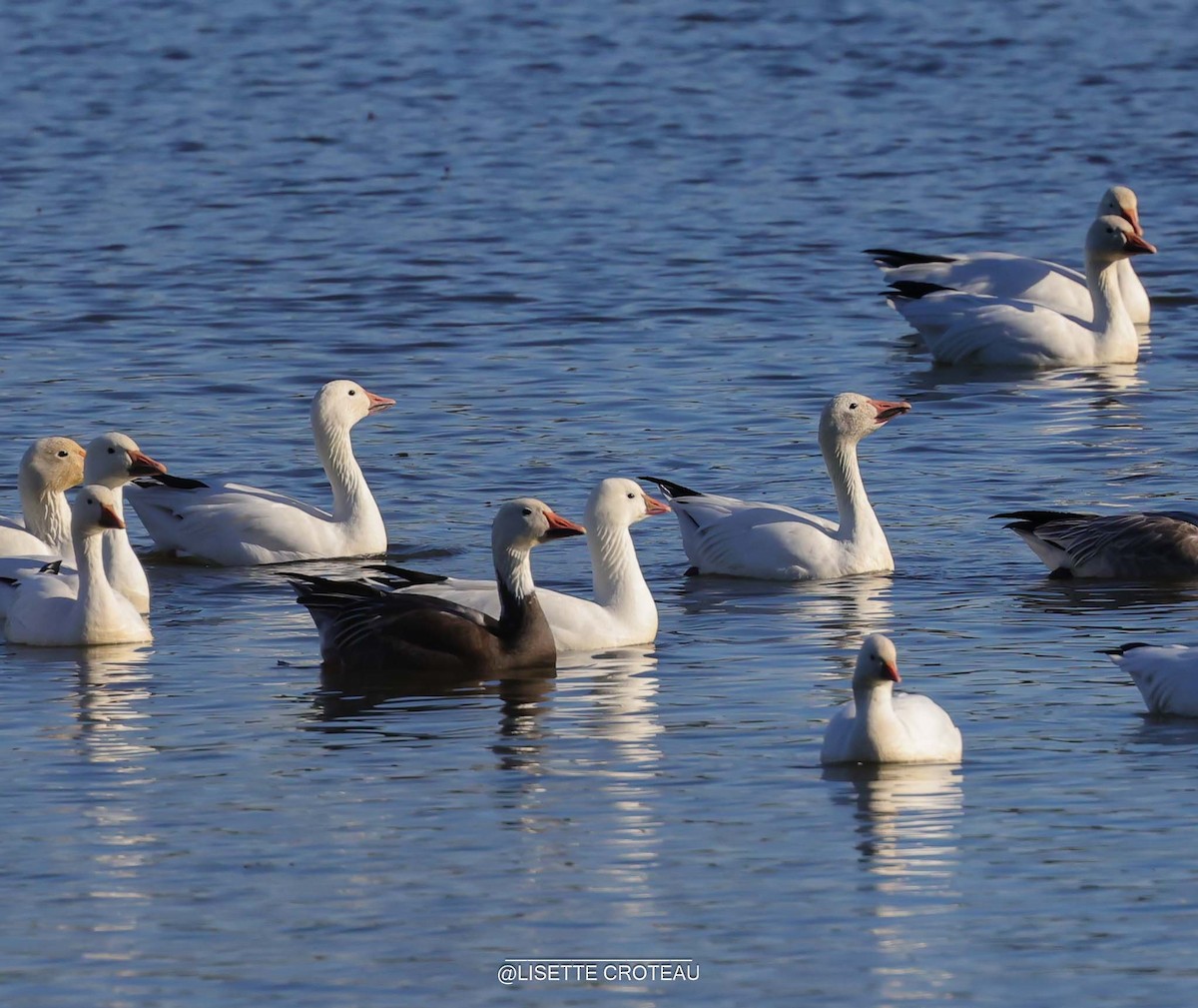 Snow x Ross's Goose (hybrid) - ML642701847