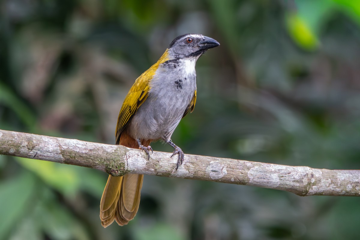 Black-headed Saltator - ML642701848