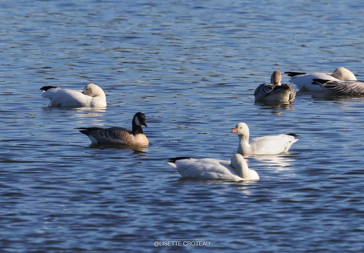 Snow x Ross's Goose (hybrid) - ML642701852