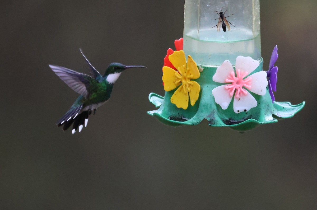 White-throated Hummingbird - ML642701857