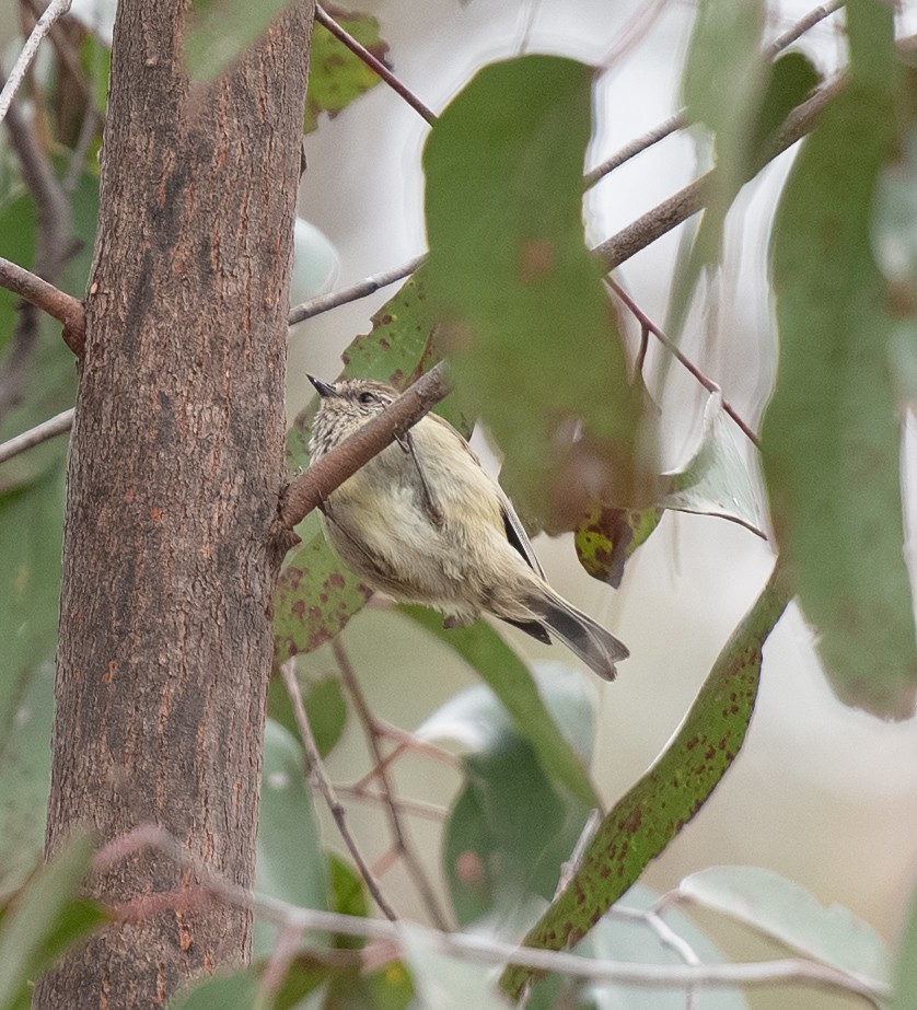 Striated Thornbill - ML642701859
