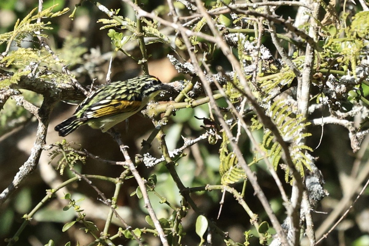 Southern Red-fronted Tinkerbird - ML642701860
