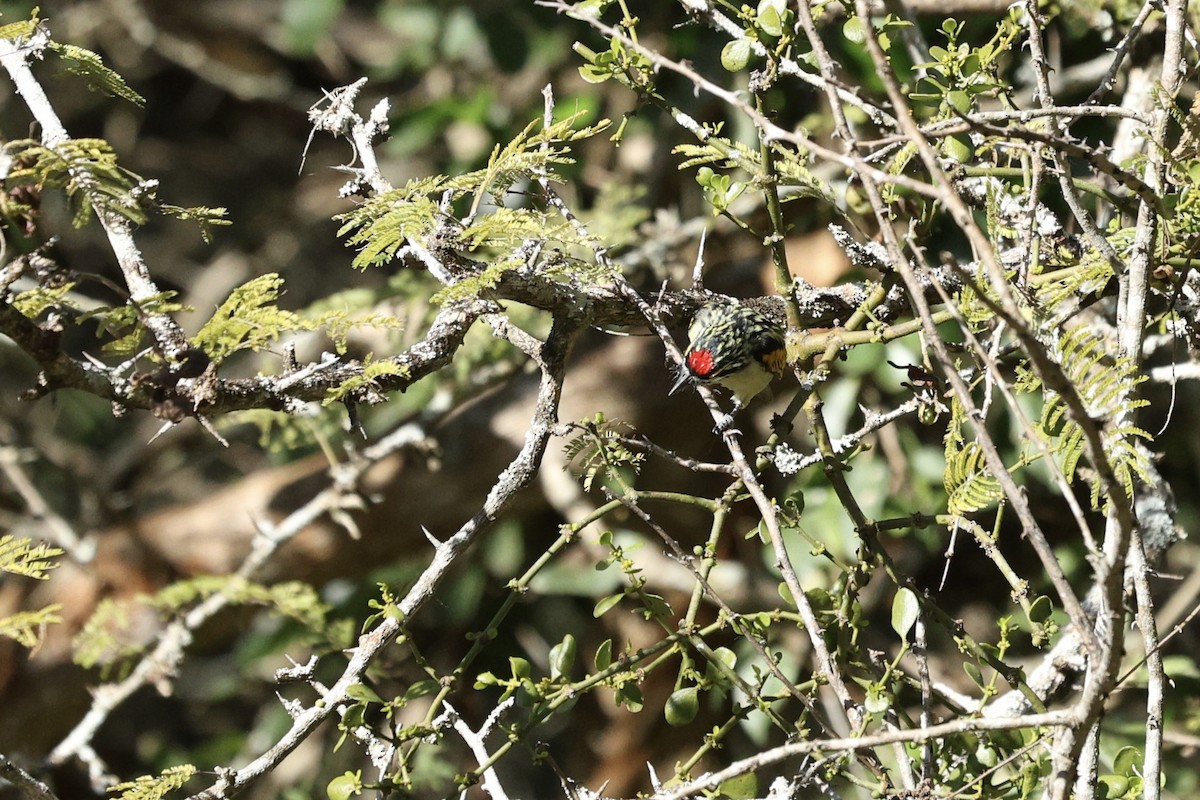 Southern Red-fronted Tinkerbird - ML642701861