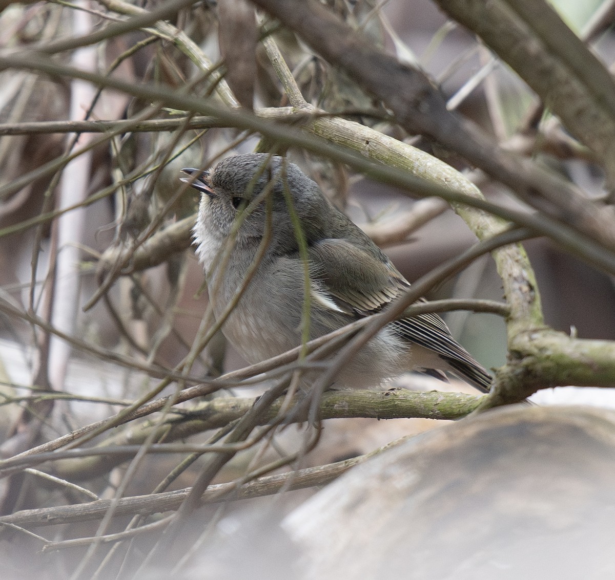 Golden Whistler - ML642701870