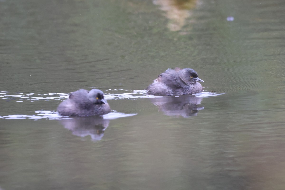 Least Grebe - ML642701871