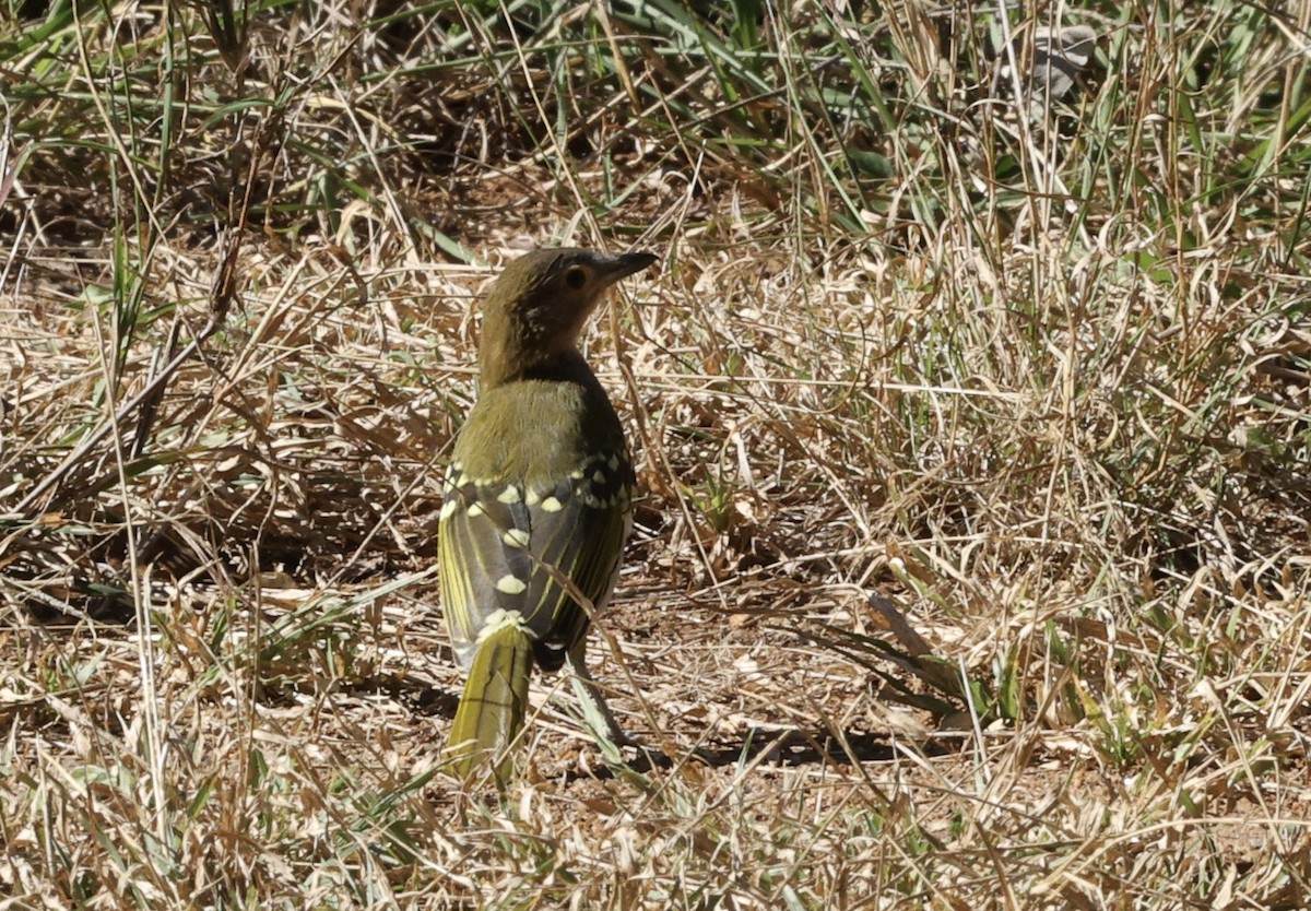 Eastern Nicator - ML642701873