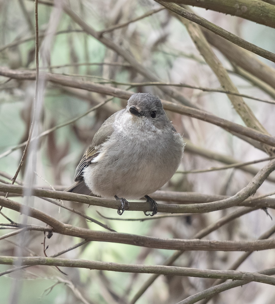 Golden Whistler - ML642701876