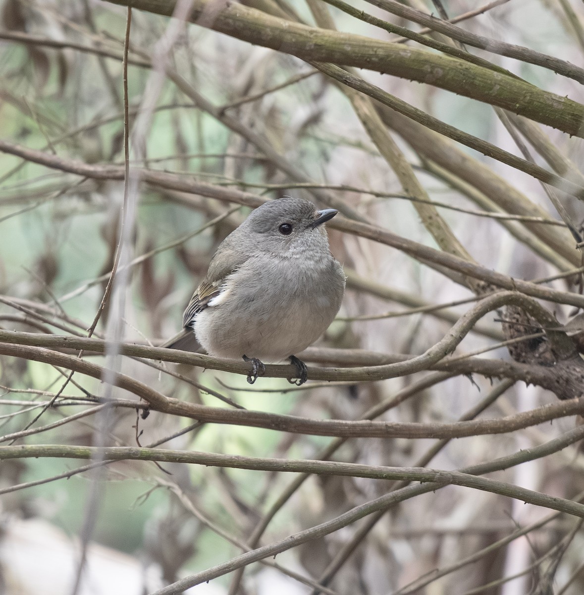 Golden Whistler - ML642701877