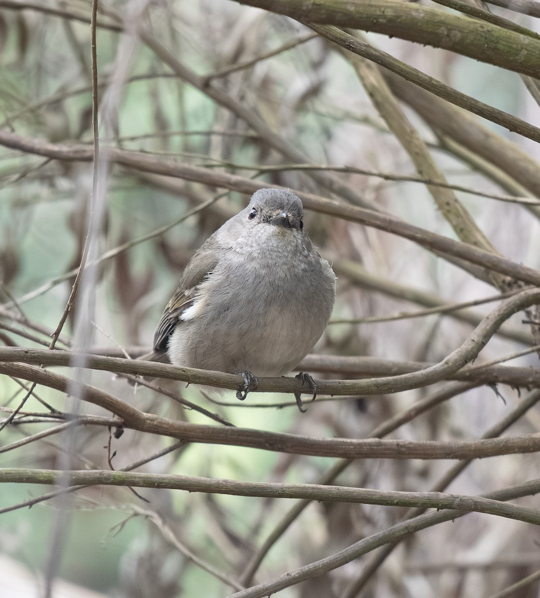 Golden Whistler - ML642701878