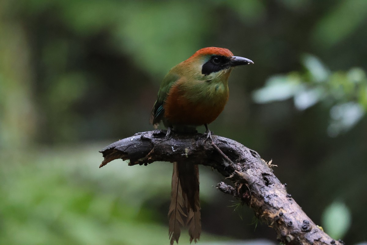 Rufous-capped Motmot - ML642701882
