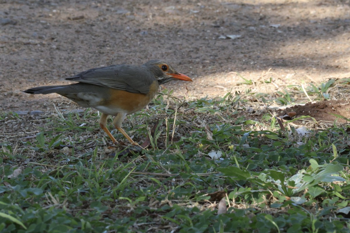 Kurrichane Thrush - ML642701886