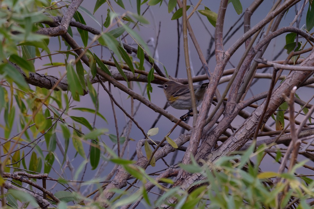 Yellow-rumped Warbler - ML642701888