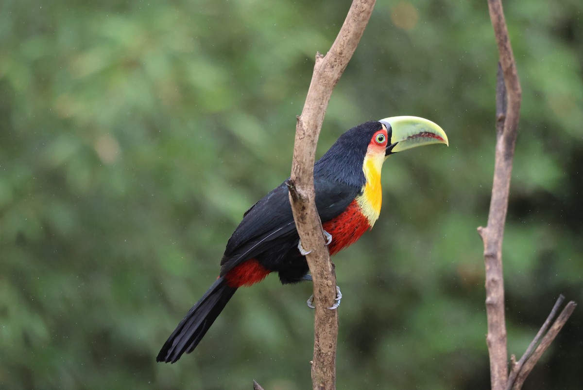 Red-breasted Toucan - ML642701889
