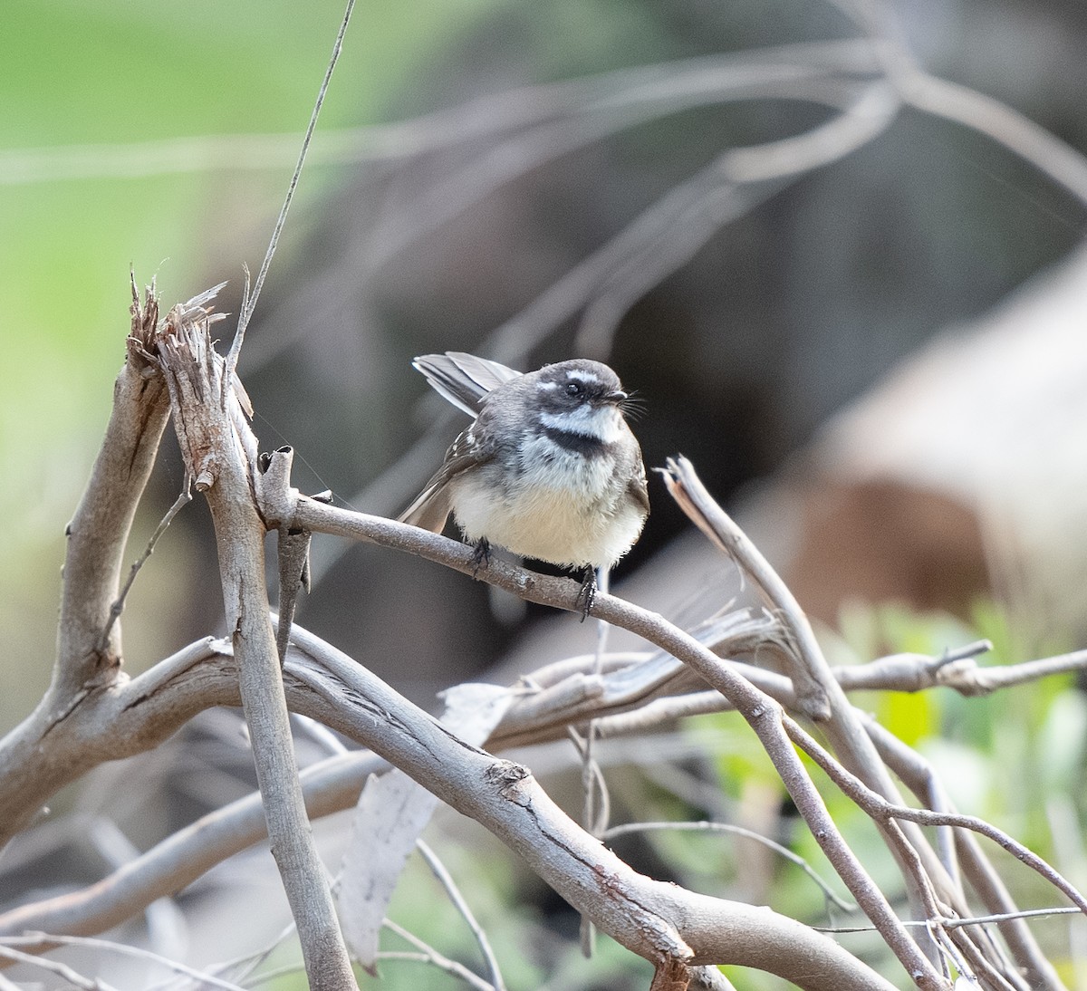 Gray Fantail - ML642701896