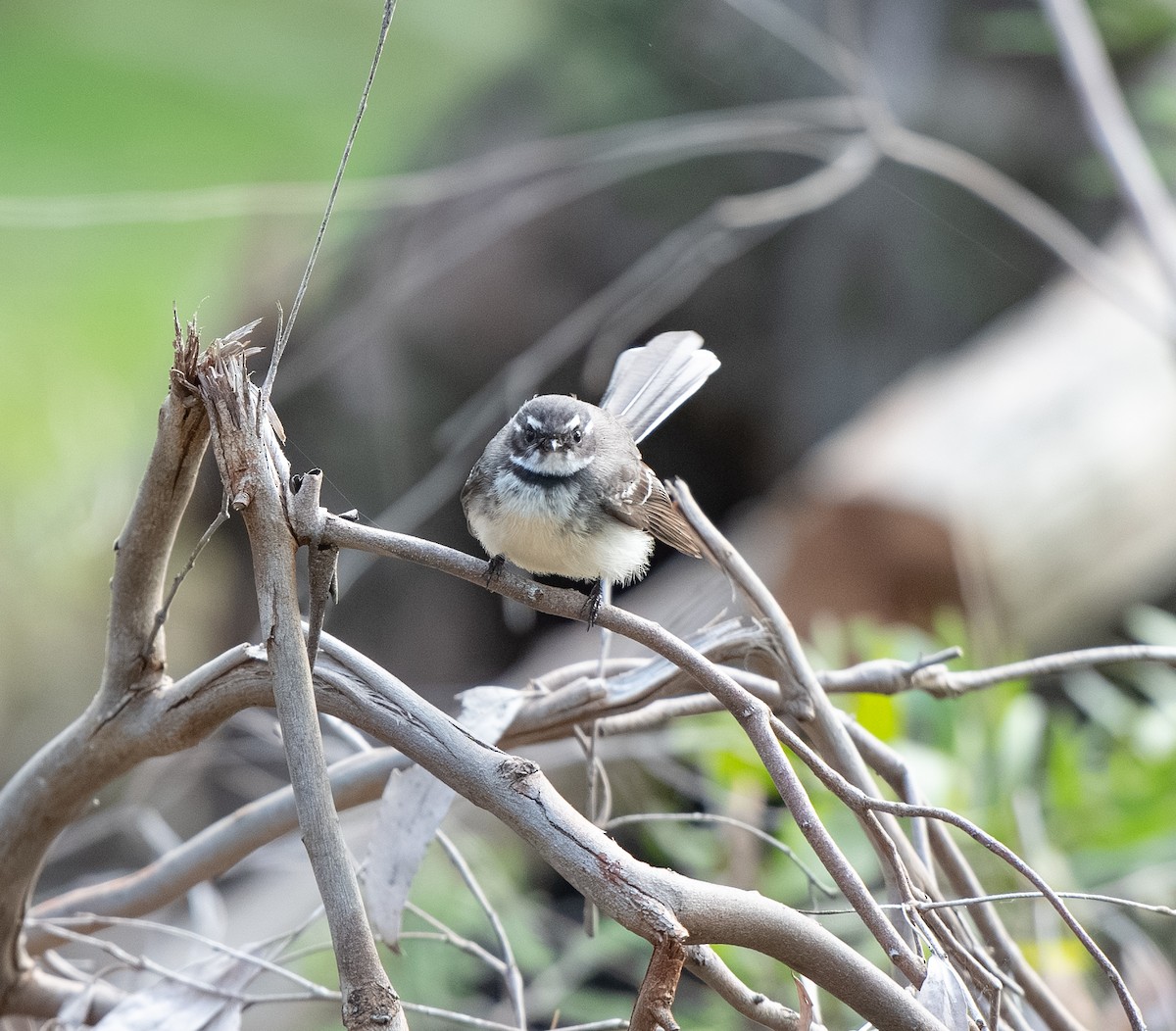 Gray Fantail - ML642701897